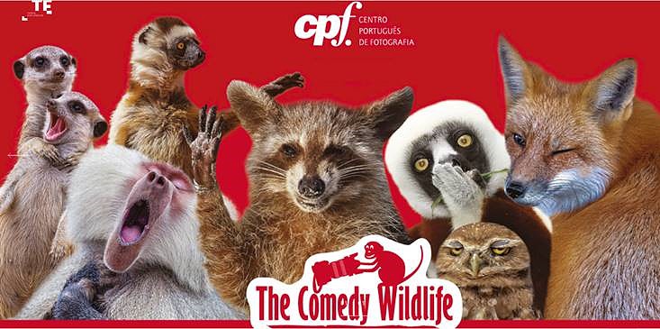 The Comedy Wildlife (1).JPG